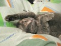 1 марта. Всемирный день кошек. Кошачий рай. Дуся. Автор Татьяна Шепелева