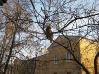22 февраля. Дуся. Неудачная охота. Автор Татьяна Шепелева
