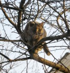 22 февраля. Дуся. Неудачная охота. Автор Татьяна Шепелева
