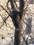 22 февраля. Дуся. Неудачная охота. Автор Татьяна Шепелева