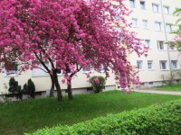 23 мая. Прогулка по маю. Германия, Дрезден, 3 мая. Автор Полина Круглова