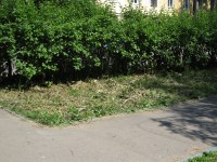 3 июня. Вот и лето пришло! Эту траву скосили еще в конце мая - зачем?!! Автор Татьяна Шепелева