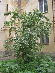 19 июня. Ландшафтный дизайн своими руками. Автор Татьяна Шепелева