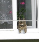 19 июня. Ландшафтный дизайн своими руками. Автор Татьяна Шепелева
