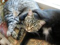 1 марта. Всемирный день кошек. Кошачий рай. Кеша и Барсик. Автор Татьяна Шепелева