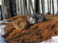1 апреля. Двойной праздник: Международный день птиц и День смеха. Шатковские пацаны настолько суровы! Автор Галина Ивановна Медяева, п. Шатки Нижегородской области