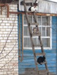 1 апреля. Двойной праздник: Международный день птиц и День смеха. Персик и компания. Автор Галина Ивановна Медяева, п. Шатки Нижегородской области