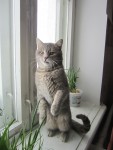 1 апреля. Двойной праздник: Международный день птиц и День смеха. Горе луковое с Пер...сиком! Автор Галина Ивановна Медяева, п. Шатки Нижегородской области
