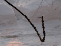 2 февраля. Снежные искры. Автор Татьяна Шепелева
