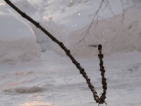 2 февраля. Снежные искры. Автор Татьяна Шепелева