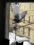 31 января. Акробатический этюд. Автор Татьяна Шепелева