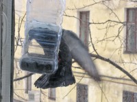 31 января. Акробатический этюд. Автор Татьяна Шепелева