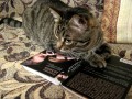 1 марта. Всемирный день кошек. Кошачий рай. Барсик. Автор Татьяна Шепелева