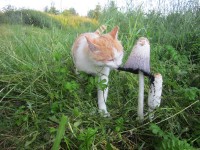 5 июля. Вождь краснокожих. Автор Даша Мартемьянова, п. Шатки Нижегородской области
