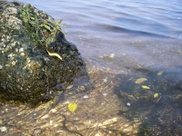 22 марта. Всемирный день водных ресурсов (День воды). У волжского берега