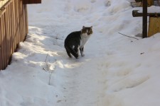 На кошачьей тропе. Швондер. Автор Татьяна Осипова