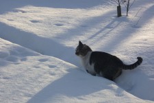 На кошачьей тропе. Швондер. Автор Татьяна Осипова