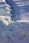 На кошачьей тропе. Швондер. Автор Татьяна Осипова