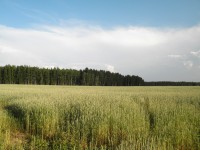 11 июля. Озеро Светлояр, Воскресенский район Нижегородской области. Автор Марина Вашаткина