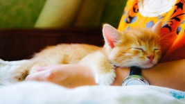 Котейка Чип. Автор Сергей Потехин, г. Урень Нижегородской области
