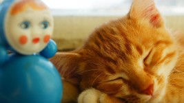 Котейка Чип. Автор Сергей Потехин, г. Урень Нижегородской области