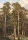 Шишкин И.И. (1832 – 1898). Мостик в лесу. Фрагмент. 1895. НГХМ. Фоторепродукция Татьяны Шепелевой
