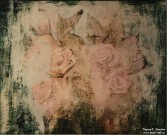 Лена Мальцева. Розы. 2008. Картон, тушь. Из коллекции М. Софроновой. Фоторепродукция Татьяны Шепелевой
