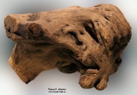 Кусок дерева из мастерской скульптора Степана Эрьзи. Мордовский республиканский музей изобразительных искусств им. С.Д. Эрьзи. Саранск. Фото Татьяны Шепелевой