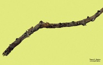 Никита Алексеев. Сухая ветка тополя в лимонном небе. Фрагмент. 2020. Бумага, акварель, тушь. Собрание Романа Бабичева. Москва. Фоторепродукция Татьяны Шепелевой