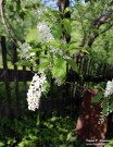 Цветущая черемуха. Село Лапшанга. Май 2015 года. Фото Татьяны Шепелевой