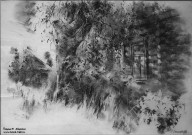 Алексей Мясников. Старая берёза. 2019. Бумага, уголь