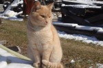 Кошка Майка в ожидании мая. Автор Анастасия Седойкина