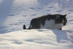 Кот Швондер обходит владения. Автор Татьяна Осипова