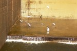 Чайки рыбачат в шлюзе. Автор Галина Васильевна Яковлева