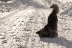 Лучший друг. Автор Даниил Корнилов