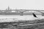 Собака у моста. Автор Оксана Немова