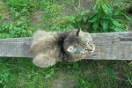 Замаскировался... почти. Автор Маша Кузнецова