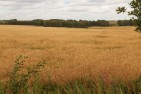 ''Поле, русское поле''. Фото Букашова Андрея