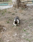 16 апреля. Апрельское утро. На лугу пасутся ко... правильно! коты! Автор Наталья Ивановна Пинякова