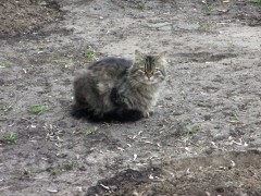 16 апреля. Апрельское утро. На лугу пасутся ко... правильно! коты! Автор Наталья Ивановна Пинякова